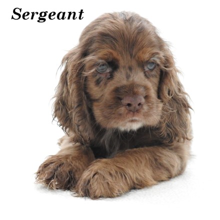 puppy, for, sale, Cocker Spaniel, Joe & Cherri  Overlease, dog, breeder, Miller, MO, dog-breeder, puppy-for-sale, forsale, nearby, find, puppyfind, locator, puppylocator, aca